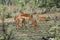 Impala family with babies, Kruger National Park, South Africa