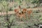 Impala family with babies, Kruger National Park, South Africa