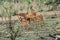 Impala family with babies, Kruger National Park, South Africa