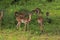 Impala feeding in the brush