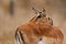 Impala female with red billed oxpecker on her head  in Kruger National Park