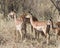 Impala females on alert