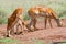 Impala Females At Salt Lick