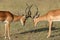 Impala fight on savanna in Africa, Kenya