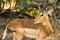 Impala fighting yellow-billed oxpecker