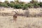 Impala gazelle in Africa