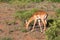 Impala gazelles grazed in the savannah of Kenya