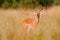 Impala in golden grass. Beautiful impala in the grass with evening sun. Animal in the nature habitat. Sunset in Africa wildlife.