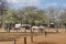 Impala grazing in a campground in Pilanesberg Naitonal Park