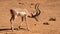 Impala grazing by a watering hole