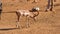 Impala grazing by a watering hole