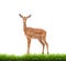 Impala with green grass isolated