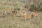 Impala group in dry grass - Tanzania