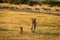 Impala harem watches lioness and cub approach