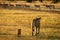 Impala harem watches lioness and cub approaching