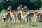 Impala herd