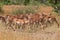 Impala herd