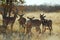 Impala herd in Etosha