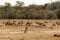 Impala Herd Grazing the Grasslands