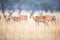 impala herd grazing in open savanna