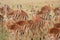 Impala herd in Sabi Sand