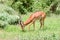 Impala isolated grazing