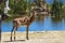 Impala, Kruger National Park