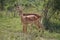 Impala Kruger National Park