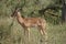 Impala Kruger National Park