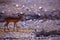 Impala - Kruger National Park, South Africa