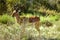 Impala, Kruger National Park, South African Republic