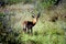 Impala, Kruger National Park, South African Republic