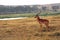 Impala, Lake Nakuru National Park, Kenya