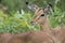 Impala lamb Kruger National Park