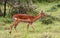 Impala on the lawn in the savannah.