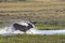 An Impala leaps through the water.