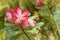 Impala lily adenium - pink flowers at the garden