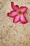Impala lily adenium - pink flowers on sand.