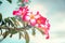 Impala Lily or Desert Rose or Mock Azalea, beautiful pink flower