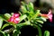 Impala Lily flowers. Impala Lily. Desert rose flower from tropic