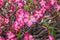 Impala Lily, Pink Bignonia, Mock Azalea, Desert Rose