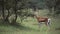 Impala With Long Horns Spotted Eating On A Small Tree In El Karama Lodge In Kenya - Wide S