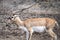 Impala with long horns standing on ground