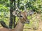 Impala looking at the lens in kruger national park