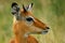 Impala, Maasai Mara Game Reserve, Kenya