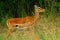 Impala, Maasai Mara Game Reserve, Kenya