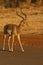 Impala, Madikwe Game Reserve