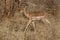 Impala, Madikwe Game Reserve