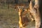 Impala male in close view