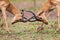 Impala males mock fight in preparation for the mating season